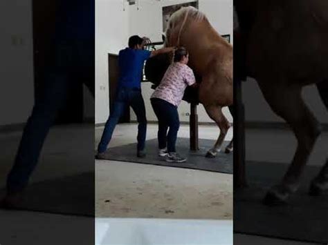 porno de caballos